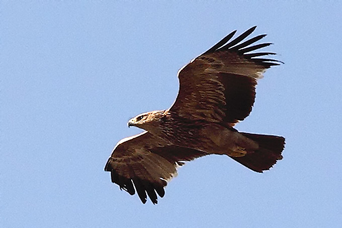 Eastern Imperial Eagle