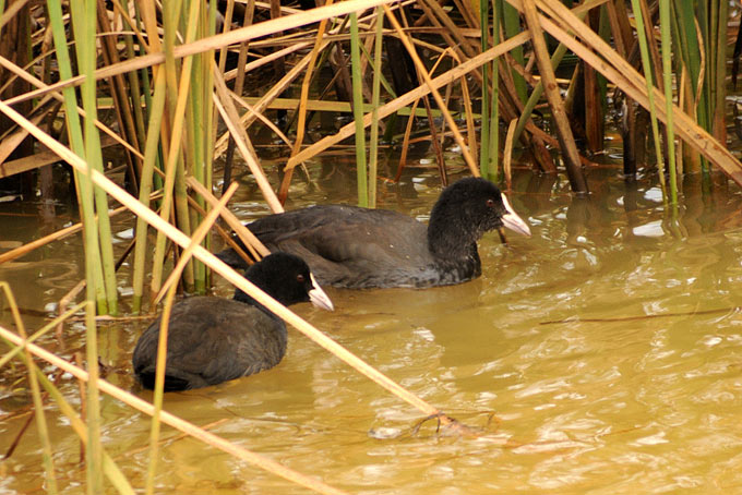 Eurasian Coot