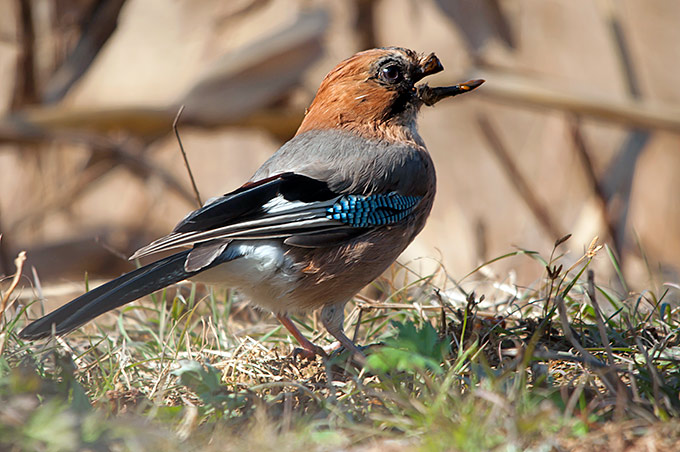 Eurasian Jay