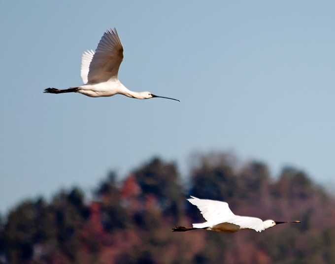 Eurasian Spoonbill