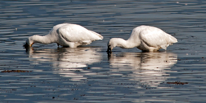 Eurasian Spoonbill