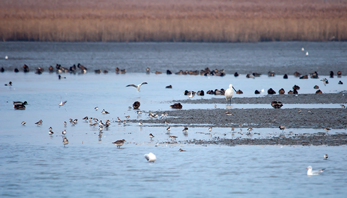 Eurasian Spoonbill