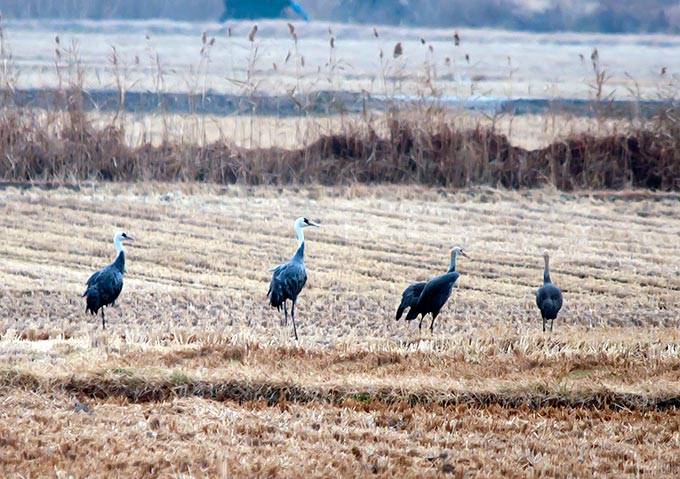 Hooded Crane