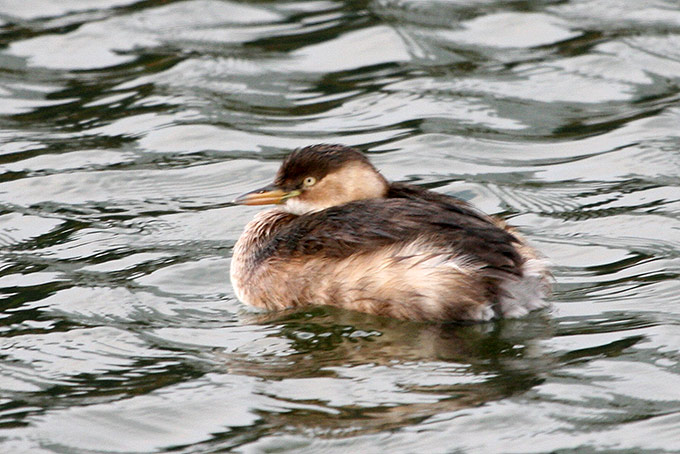 Little Grebe