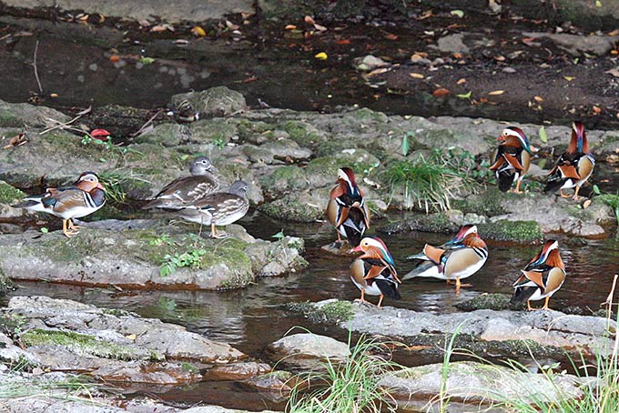 Mandarin Duck