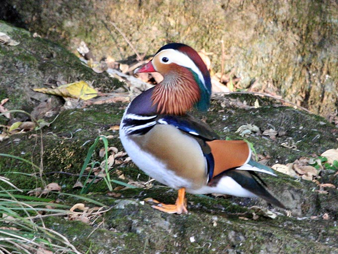 Mandarin Duck
