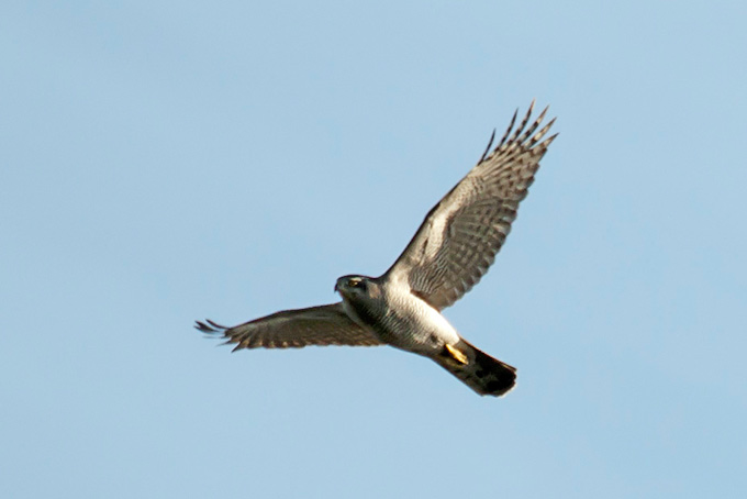 Northern Goshawk
