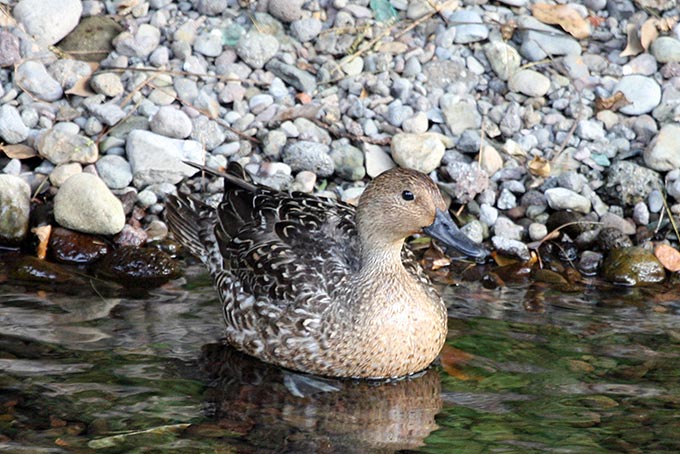 Northern Pintail
