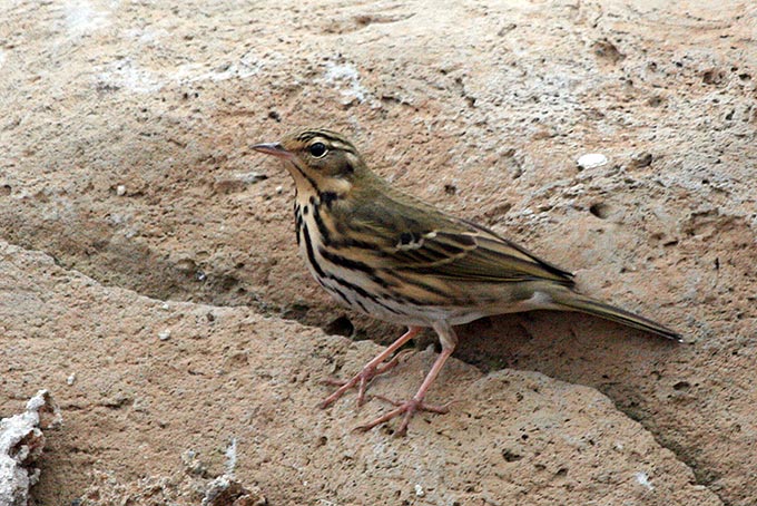 Olive-backed Pipit