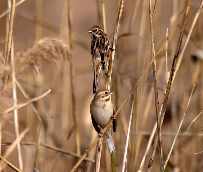 Pallas's Reed Bunting