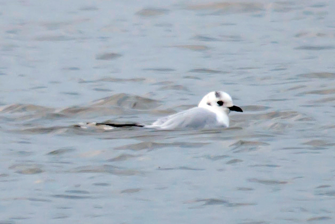 Saunders's Gull