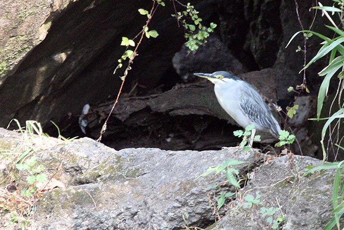 Striated Heron