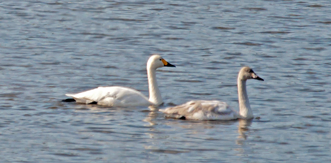 Tundra Swan