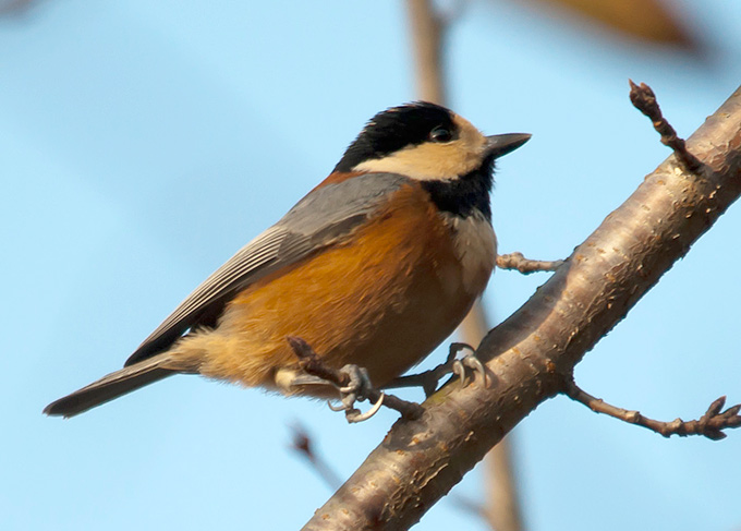 Varied Tit