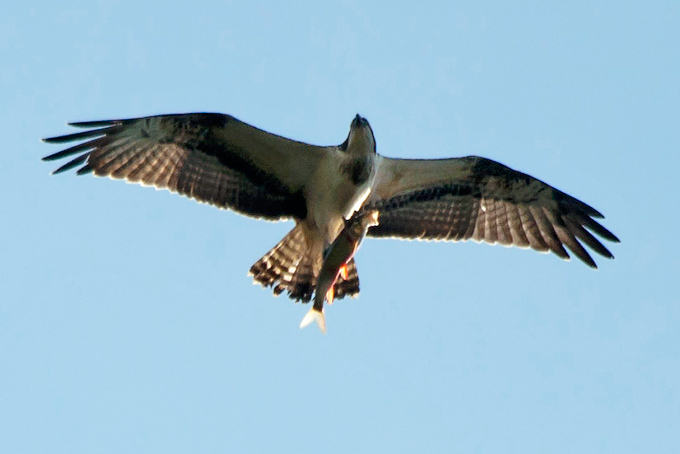 Western Osprey