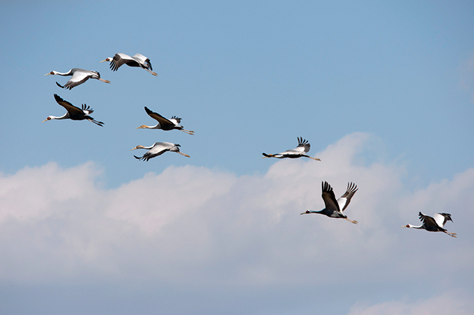 White-naped Crane