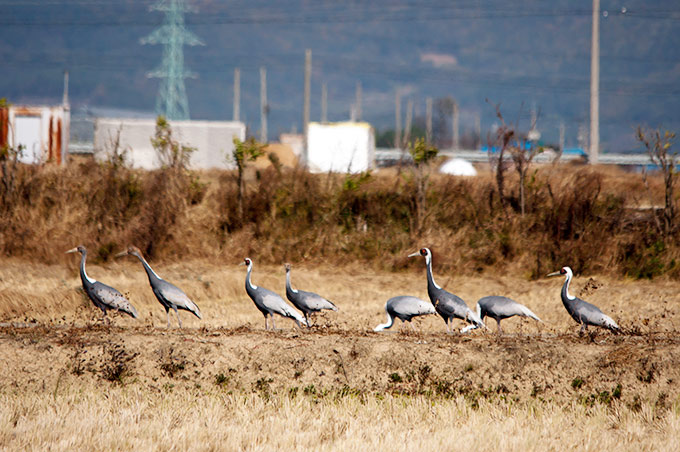 White-naped Crane