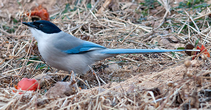 Azure-winged Magpie