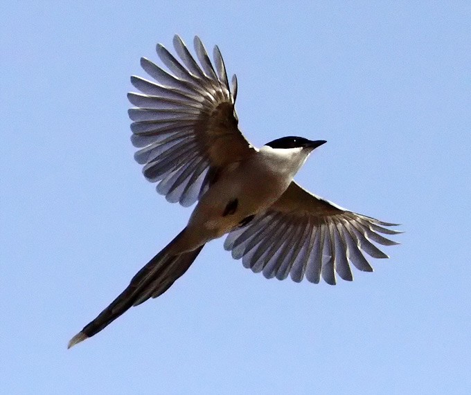 Azure-winged Magpie