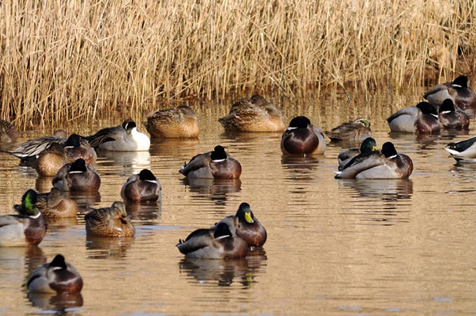 Baikal Teal