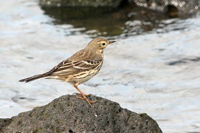 Buff-bellied Pipit