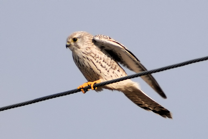 Common Kestrel