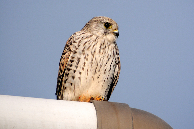 Common Kestrel