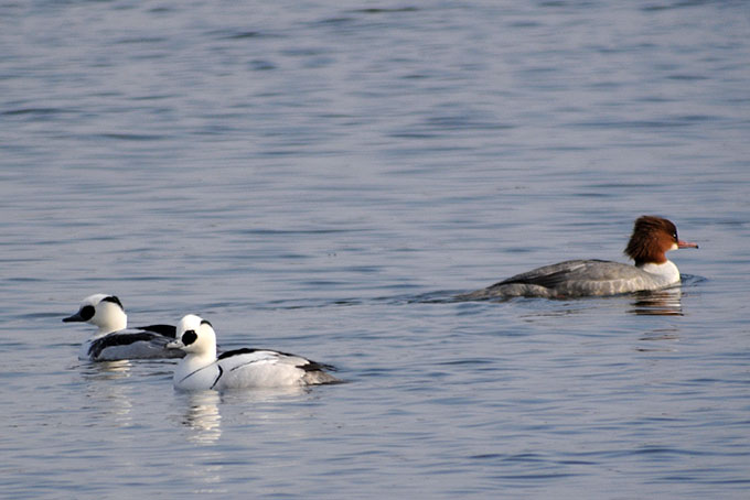 Common Merganser