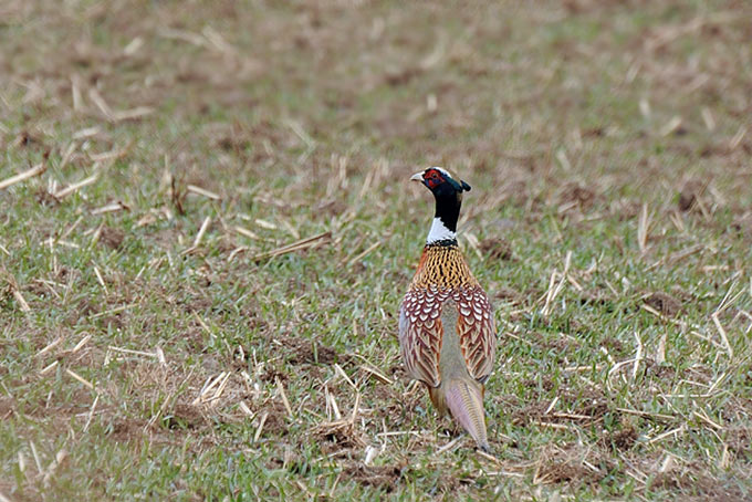 Common Pheasant