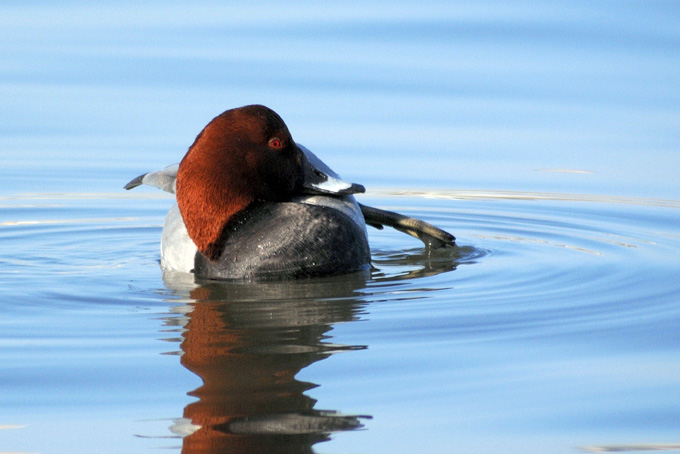 Common Pochard