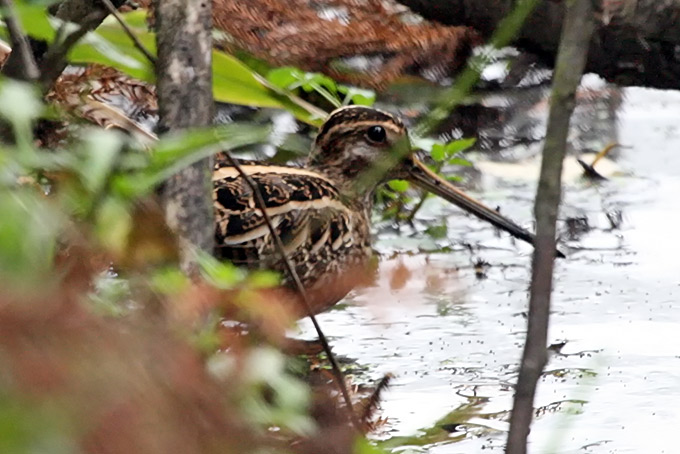 Common Snipe