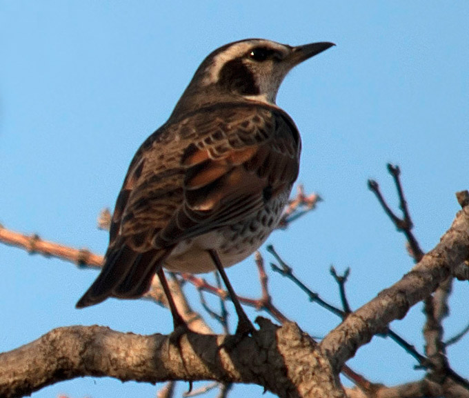 Dusky Thrush