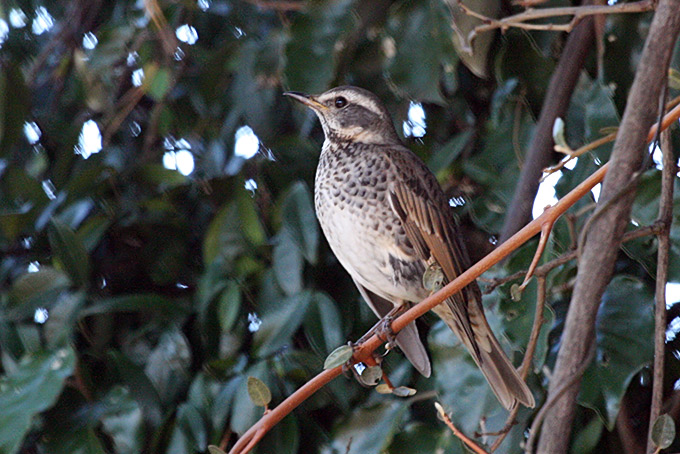 Dusky Thrush