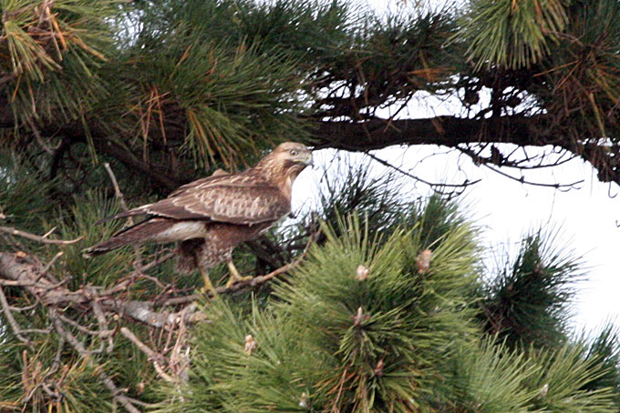 Eastern Buzzard