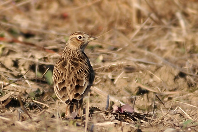 Far Eastern Skylark