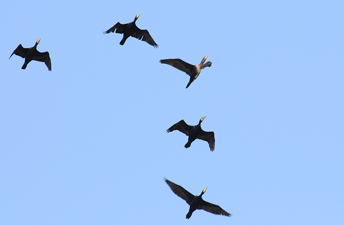 Great Cormorant