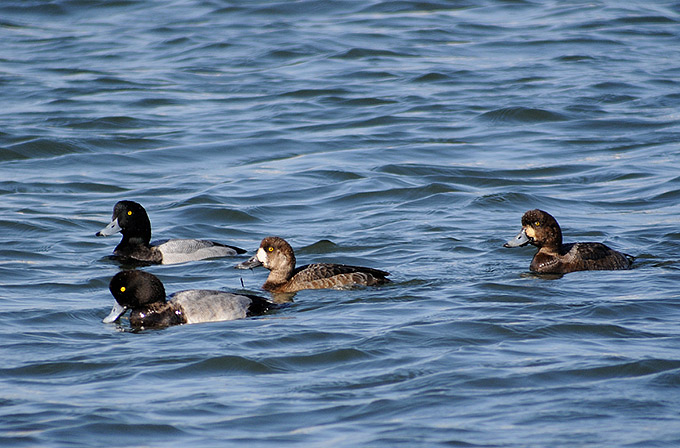 Greater Scaup