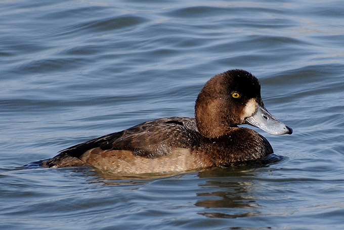 Greater Scaup