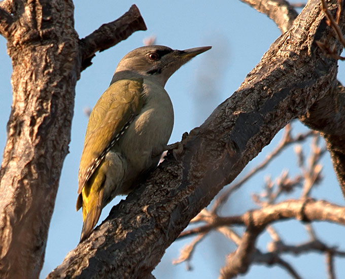Grey-headed Woodpecker
