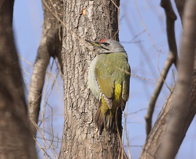 Grey-headed Woodpecker