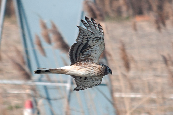Hen Harrier