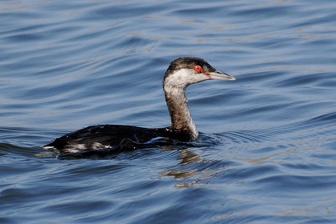 Horned Grebe