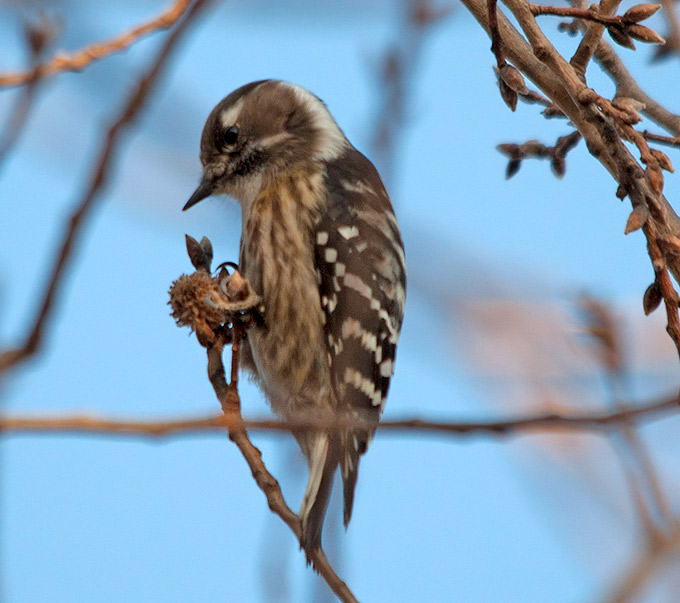 Japanese Pygmy Woodpecker