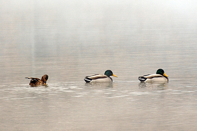 Mallard