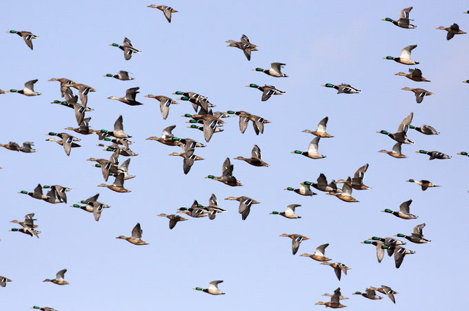 Mallard