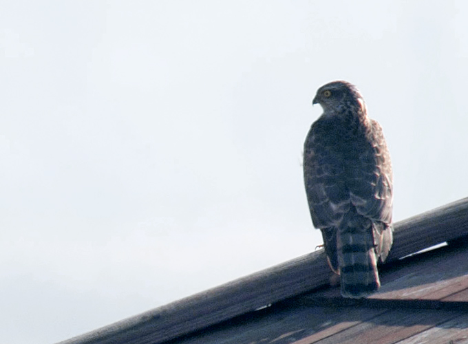 Northern Goshawk