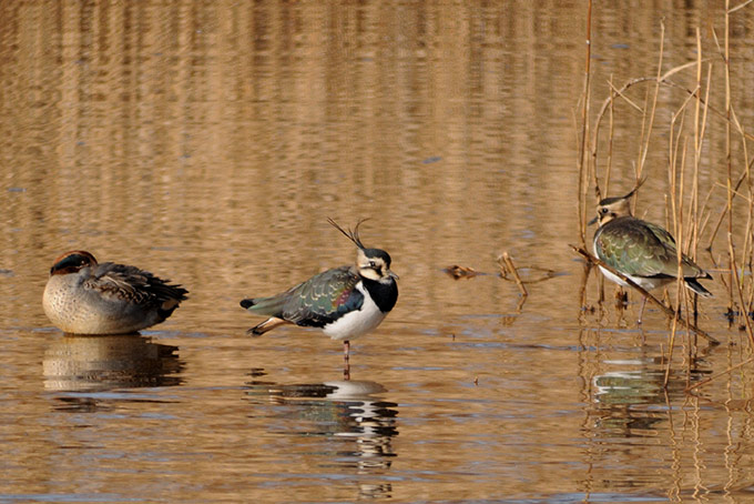 Northern Lapwing