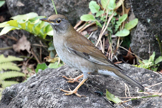 Pale Thrush