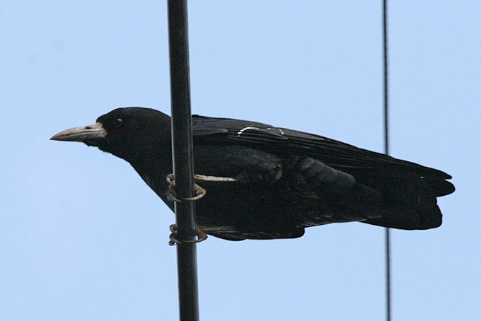 Rook