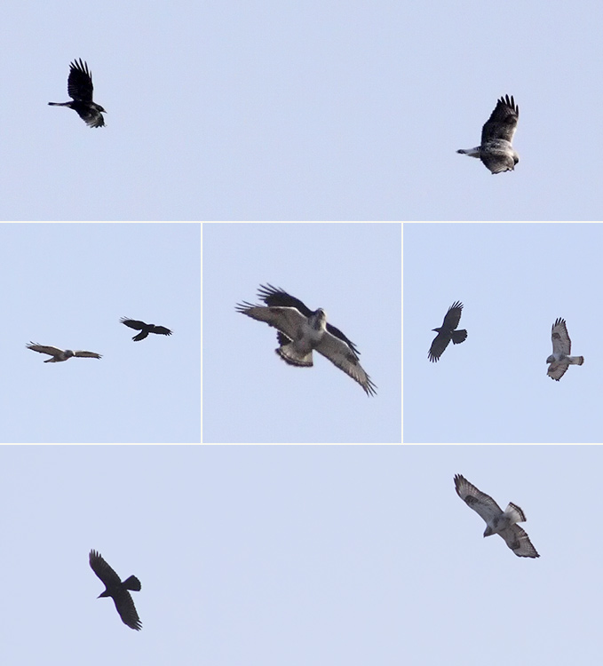 Rough-legged Buzzard